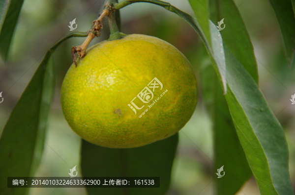 樹(shù)上的桔子