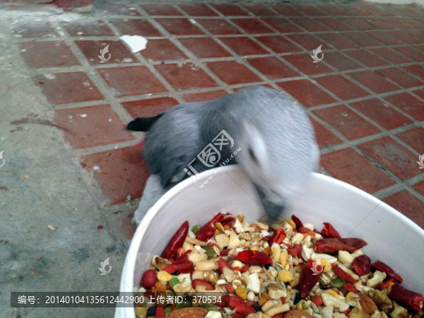 灰鸚鵡,鸚鵡,寵物鳥,寵物飼養(yǎng)