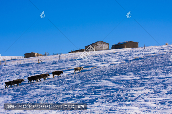雪景,,冬季