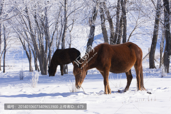 伊犁馬,,雪景