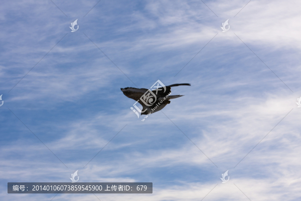 翱翔