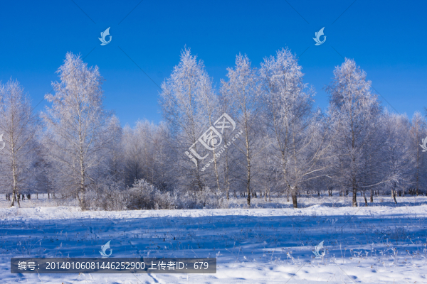 樹林,霧凇