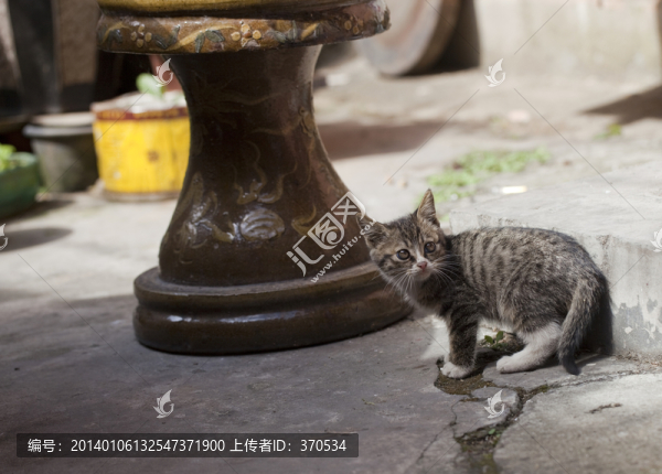 貓,虎斑貓,貓咪,寵物貓,家畜