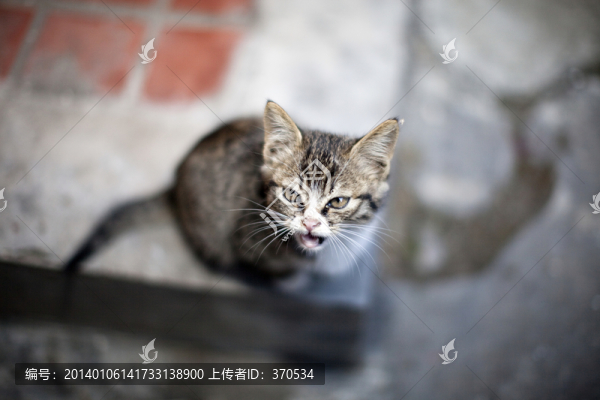 貓,虎斑貓,貓咪,寵物貓,家畜