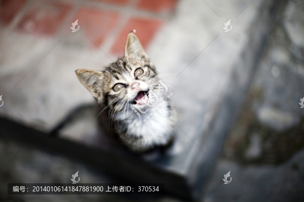 貓,虎斑貓,貓咪,寵物貓,家畜