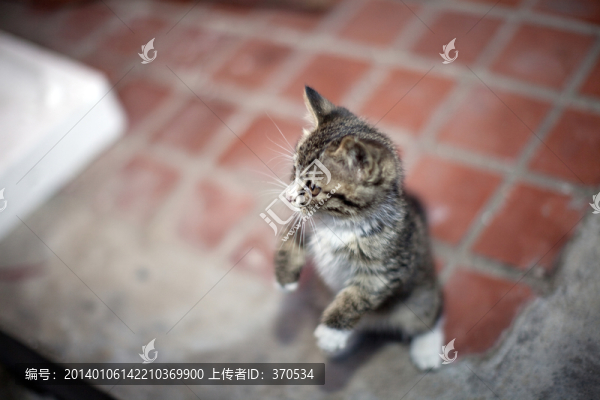 貓,虎斑貓,貓咪,寵物貓,家畜