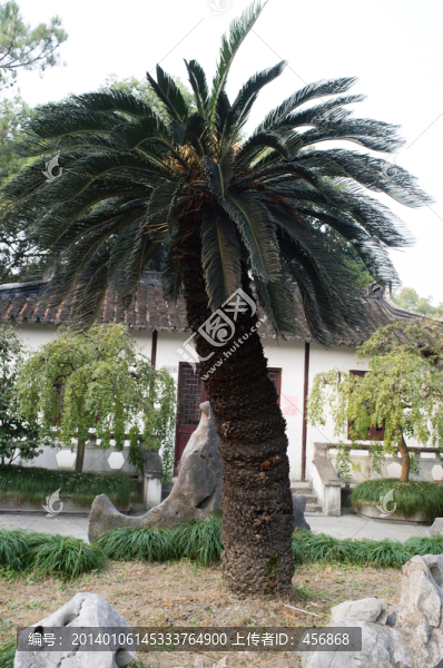 鐵樹(shù)