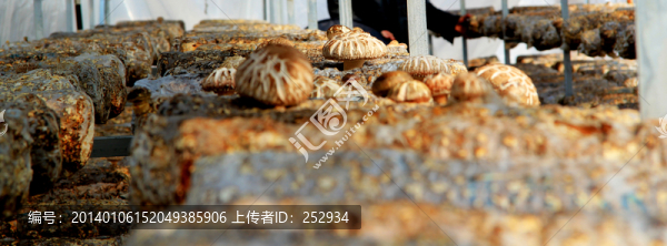 袋料香菇