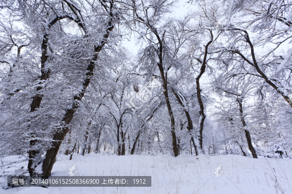 樹林