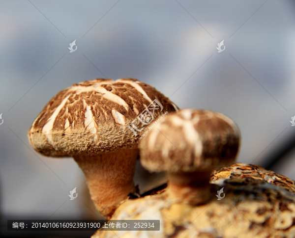香菇