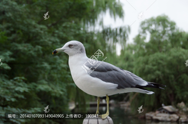 北京動(dòng)物園黑羽鷗jpg