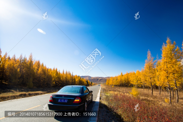 沙地云杉