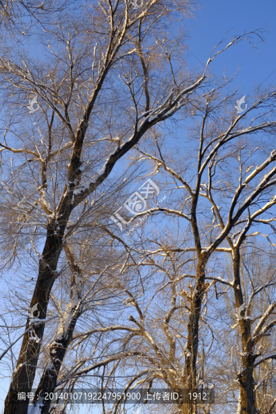 樹林