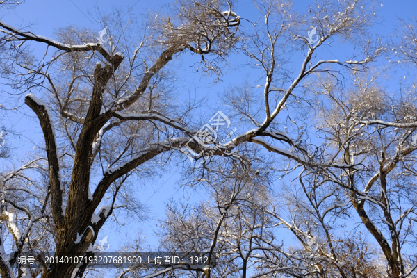 樹林