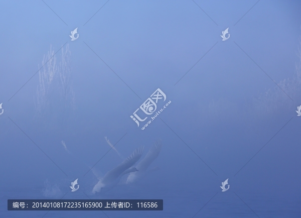 霧淞天鵝
