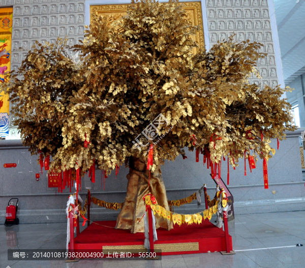 金錢樹