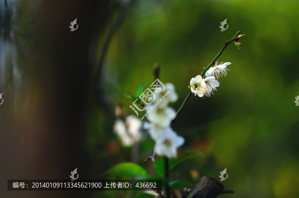 梨花