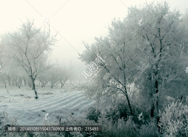 雪景,霧凇,樹掛,冬景,高清