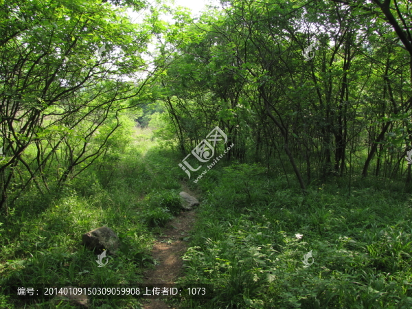 野徑小路