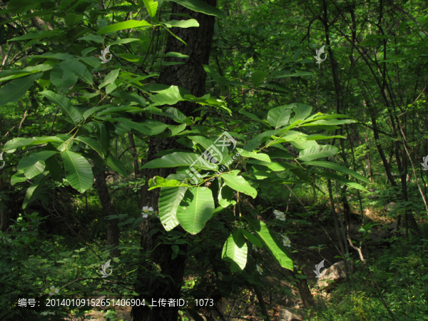 陽(yáng)光照林間