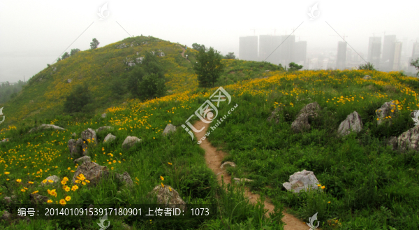 豐山滁州,人間五月天,大金雞菊