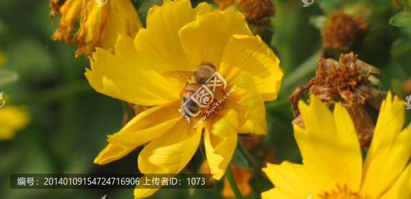 蜂花,大金雞菊