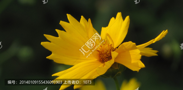 大金雞菊
