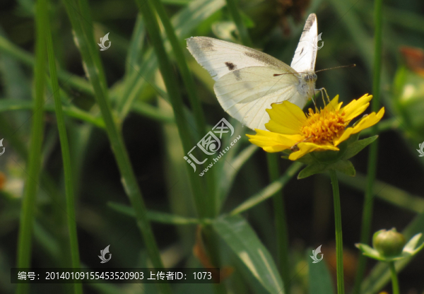 蝴蝶黃花,大金雞菊