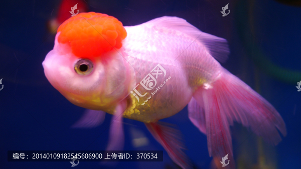 金魚,觀賞魚,花鳥市場(chǎng),文玩