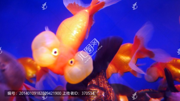 金魚,觀賞魚,花鳥市場,文玩