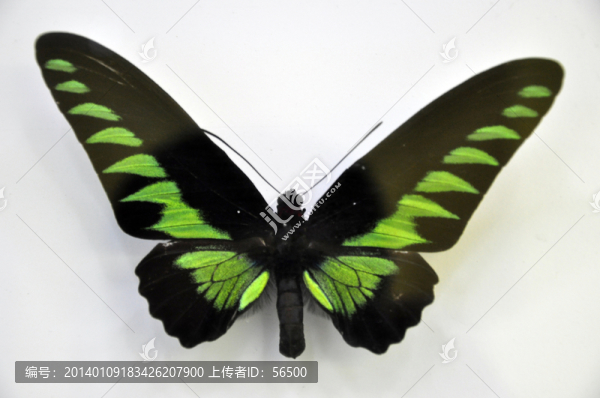 蝴蝶