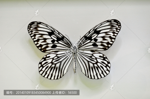 蝴蝶