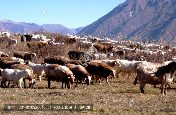 山坡上的羊群