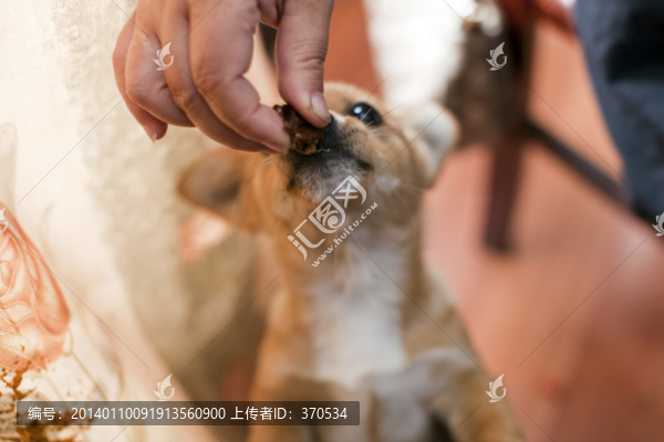 寵物犬