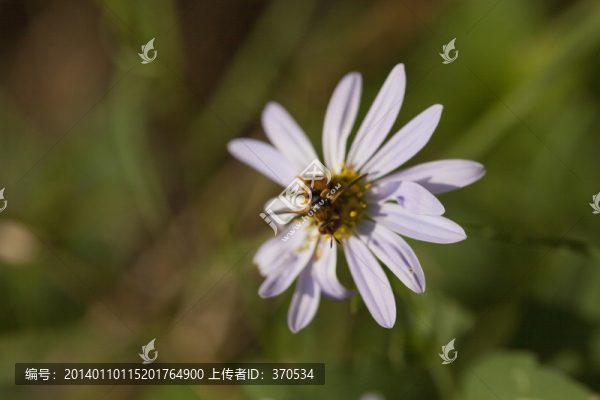花卉,野花,花朵,葉子,植物
