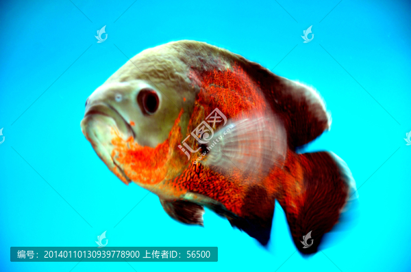 熱帶魚