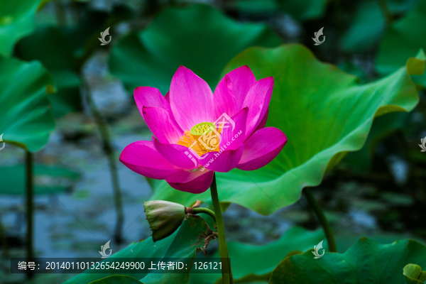 荷花