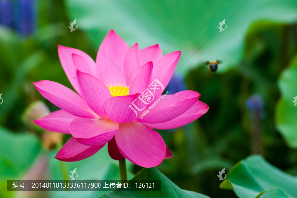 荷花