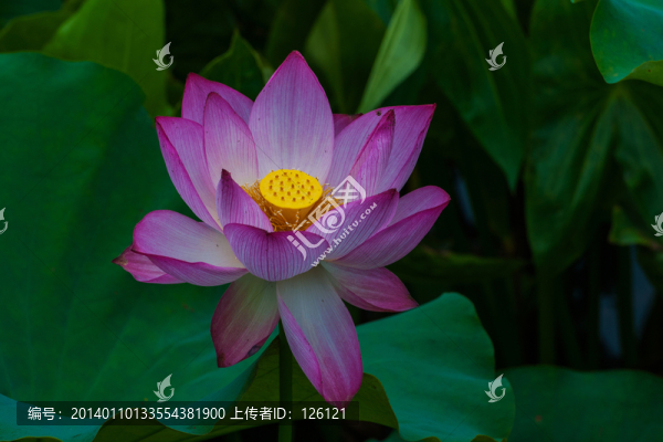 荷花