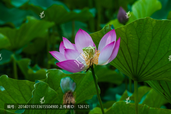 荷花