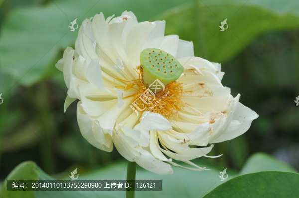 荷花