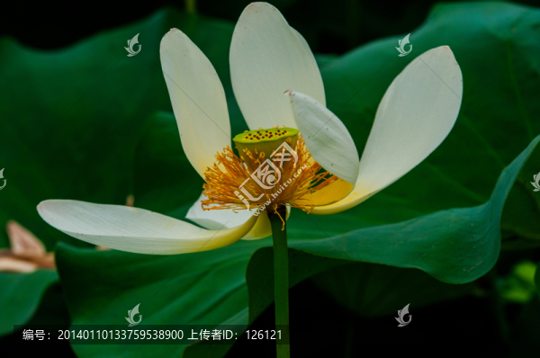 荷花