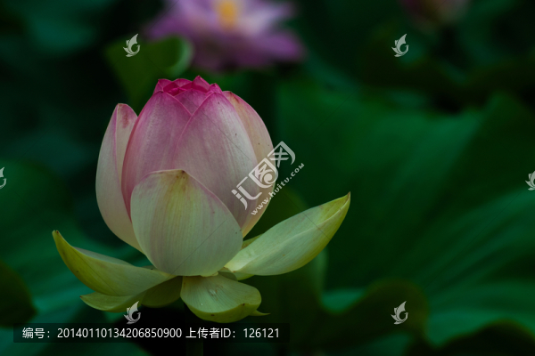 荷花