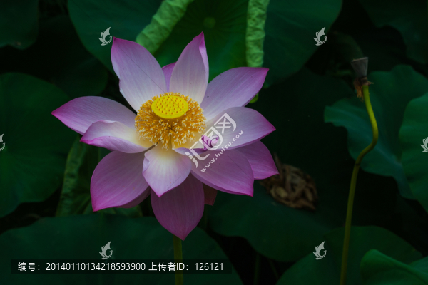 荷花
