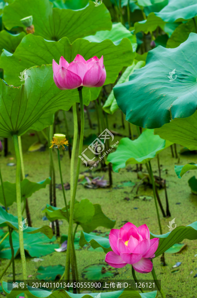 荷花