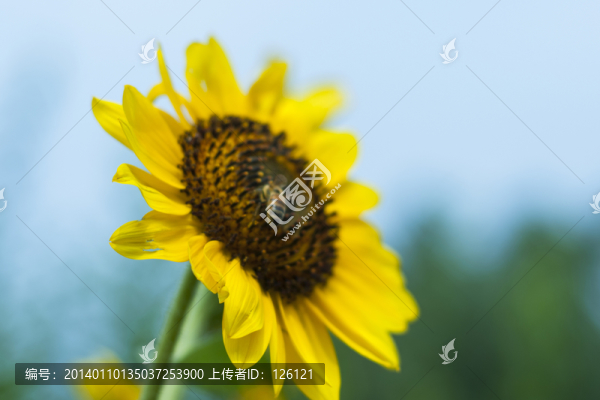 葵花
