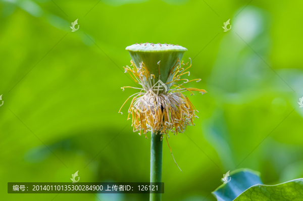 蓮蓬