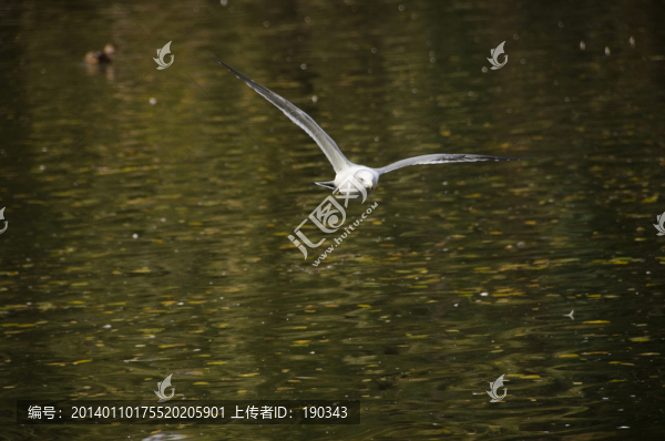 黑羽鷗飛翔jpg