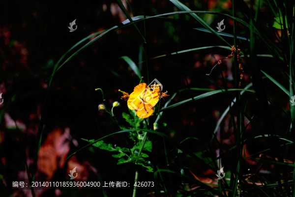 黃色龍蛇蘭花