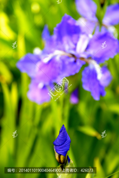 春天的鳶尾花